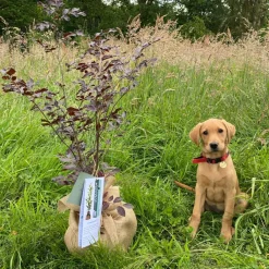 Sale Arbre à offrir Hêtre Pourpre - Majesté et Sagesse Arbre De Naissance